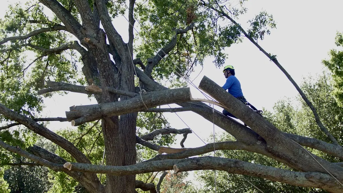 Professional Crown Thinning performed by certified arborists in Pleasant Plain