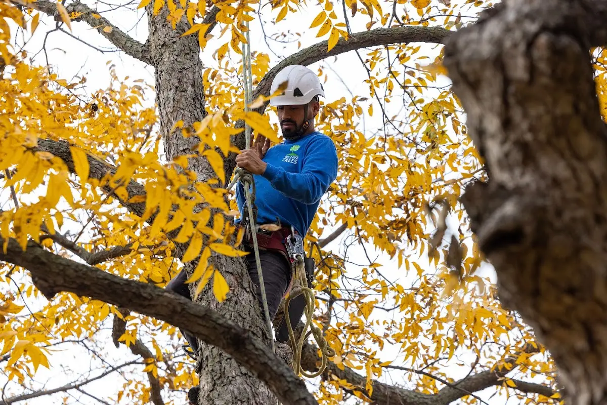 Skilled Tree Planing crew working in Pleasant Plain