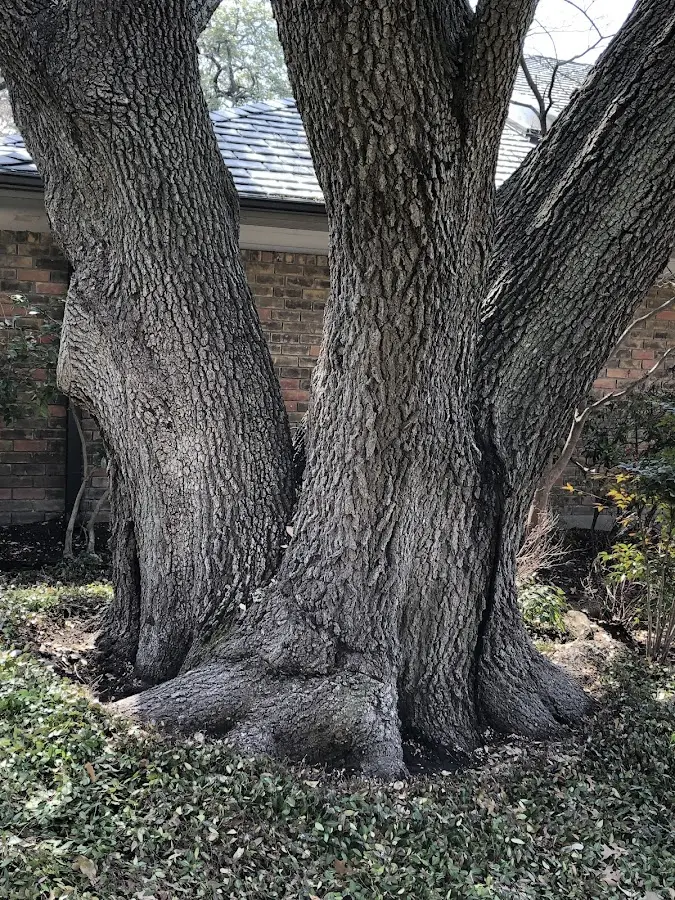 Mature heritage tree close to a Pleasant Plain property cared for by certified arborists